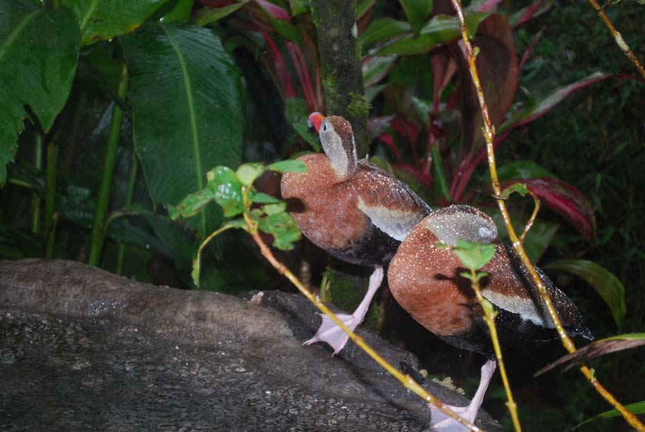 Foto de Alajuela, Costa Rica