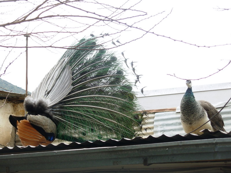 Foto de Petorca, Chile