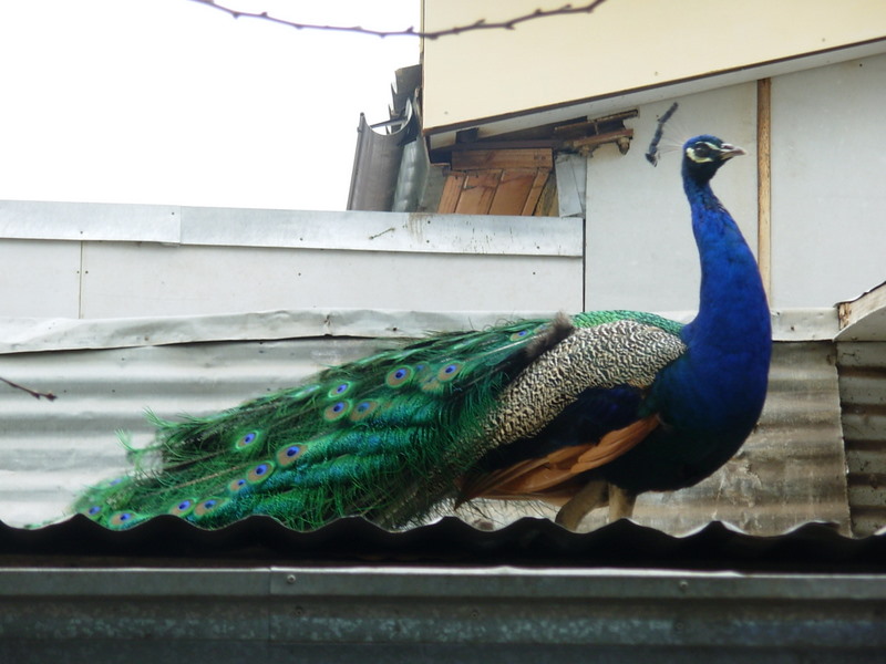 Foto de Petorca, Chile