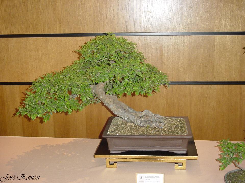 Foto de Jerez de la Frontera (Cádiz), España