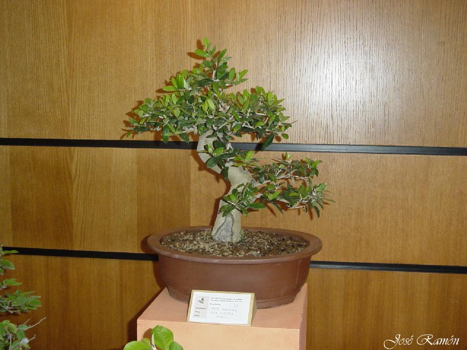 Foto de Jerez de la Frontera (Cádiz), España