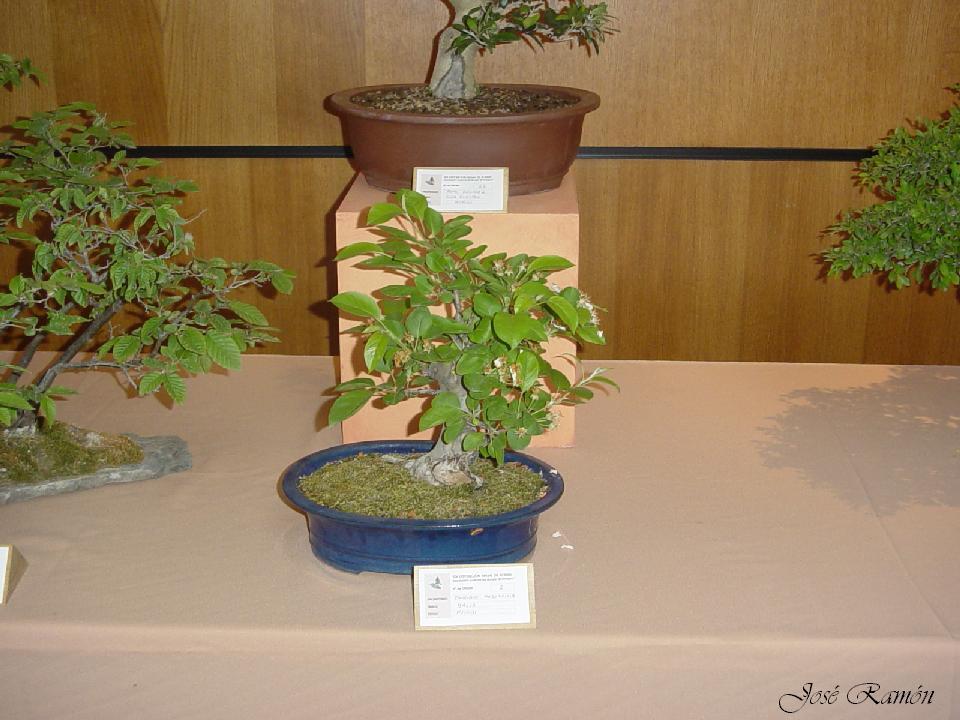 Foto de Jerez de la Frontera (Cádiz), España