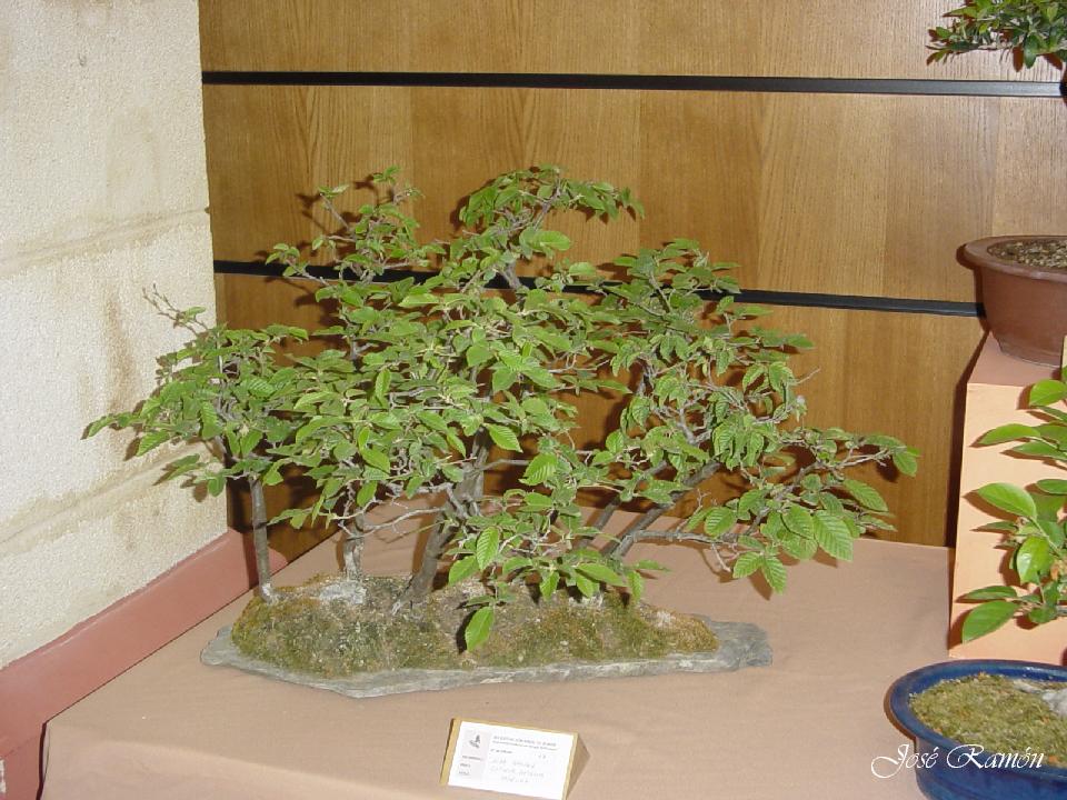 Foto de Jerez de la Frontera (Cádiz), España