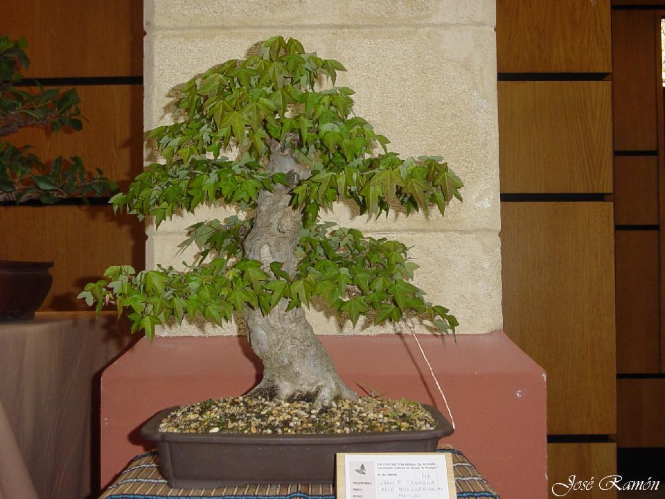 Foto de Jerez de la Frontera (Cádiz), España