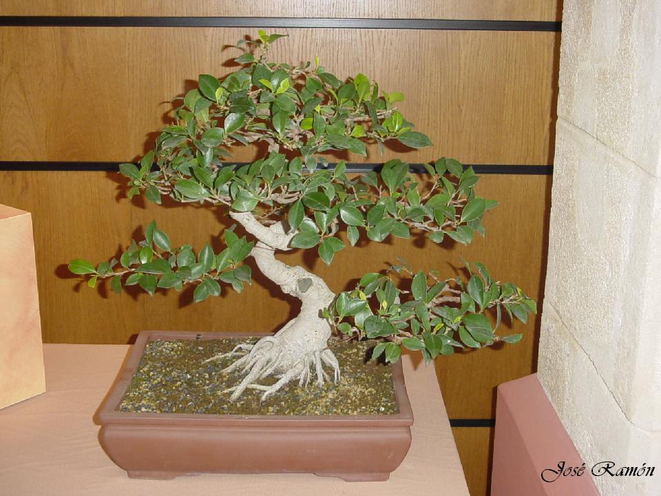 Foto de Jerez de la Frontera (Cádiz), España