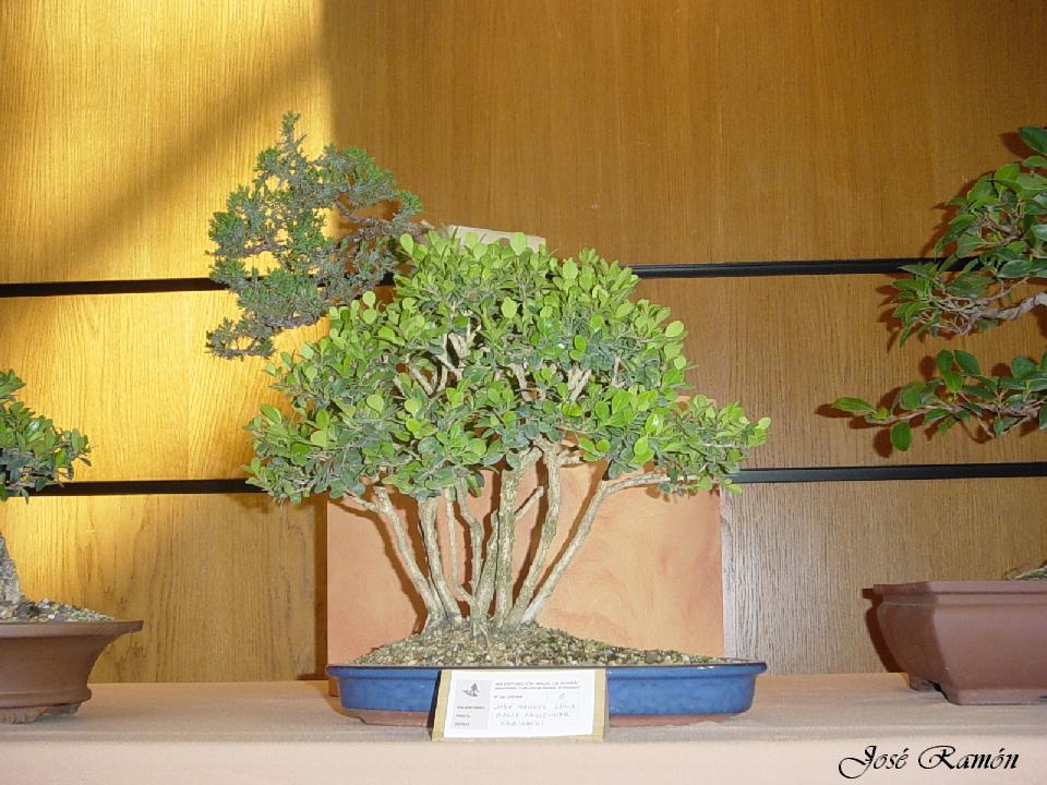 Foto de Jerez de la Frontera (Cádiz), España