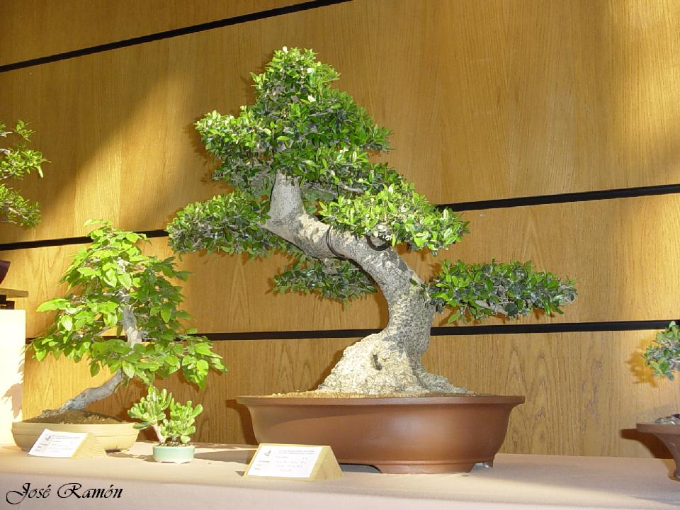 Foto de Jerez de la Frontera (Cádiz), España
