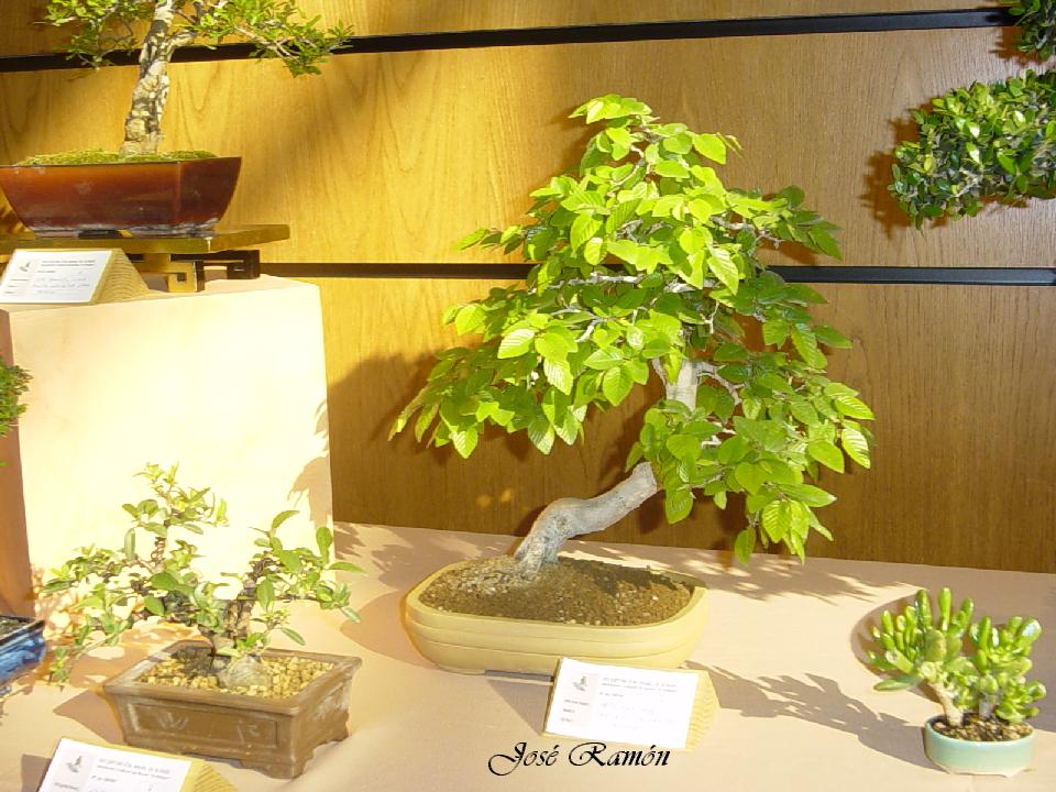 Foto de Jerez de la Frontera (Cádiz), España