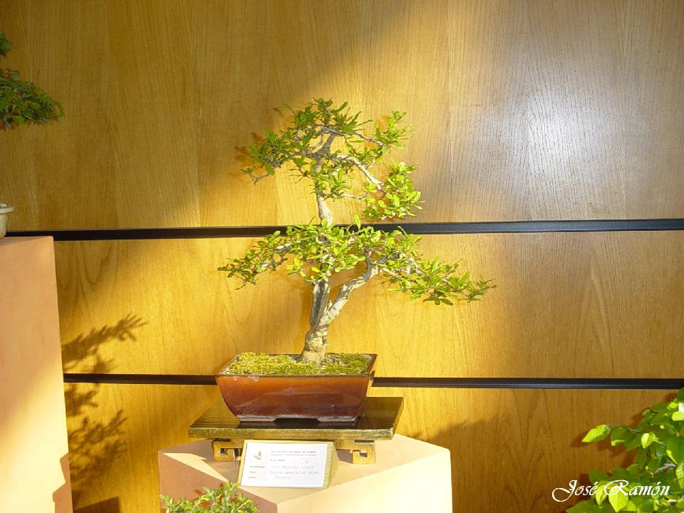 Foto de Jerez de la Frontera (Cádiz), España