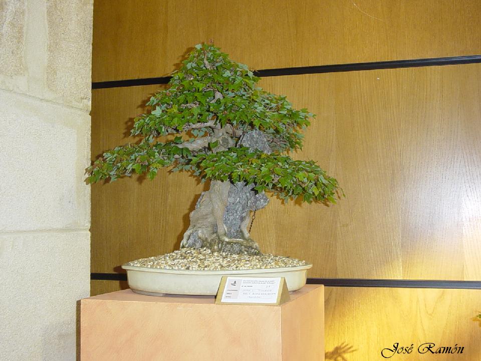 Foto de Jerez de la Frontera (Cádiz), España