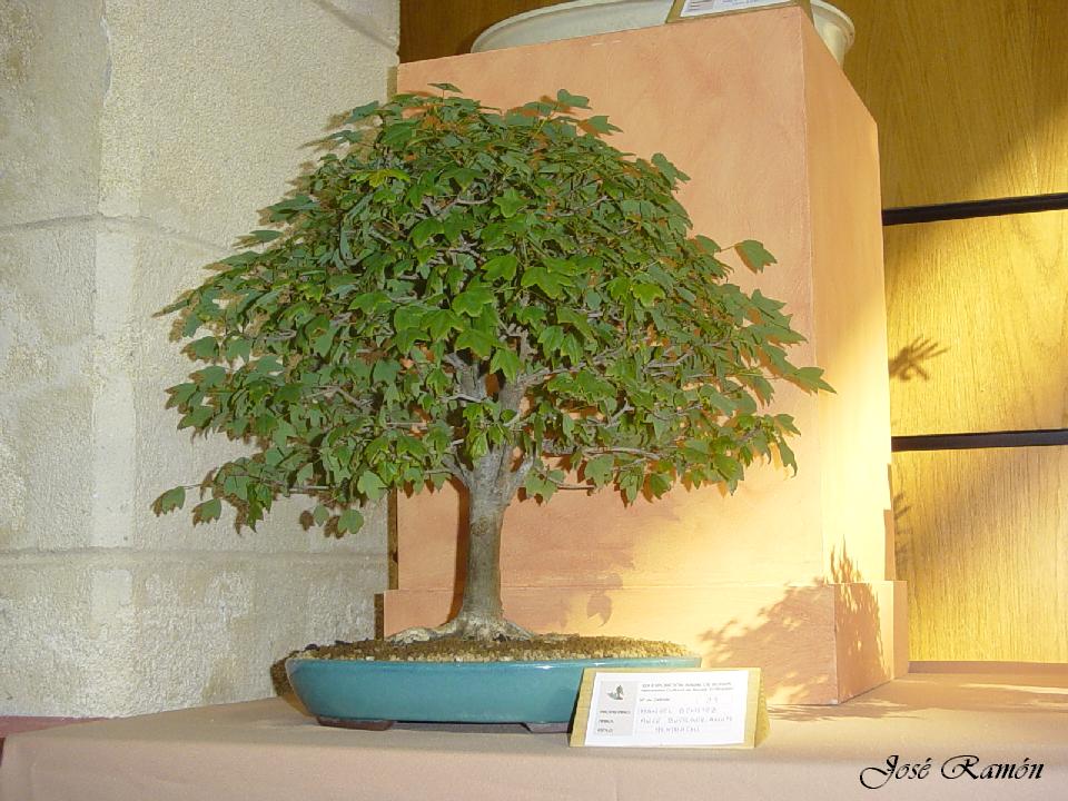 Foto de Jerez de la Frontera (Cádiz), España