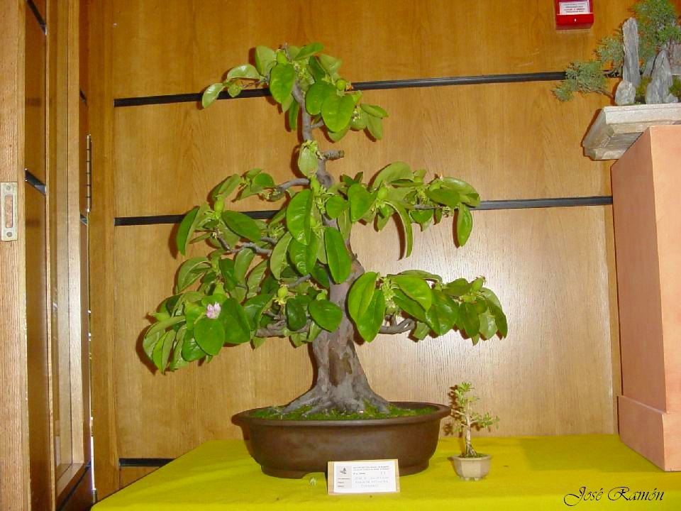 Foto de Jerez de la Frontera (Cádiz), España