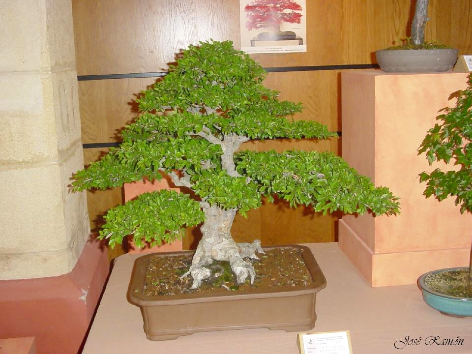 Foto de Jerez de la Frontera (Cádiz), España