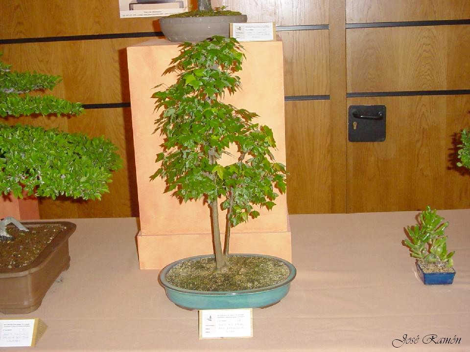 Foto de Jerez de la Frontera (Cádiz), España