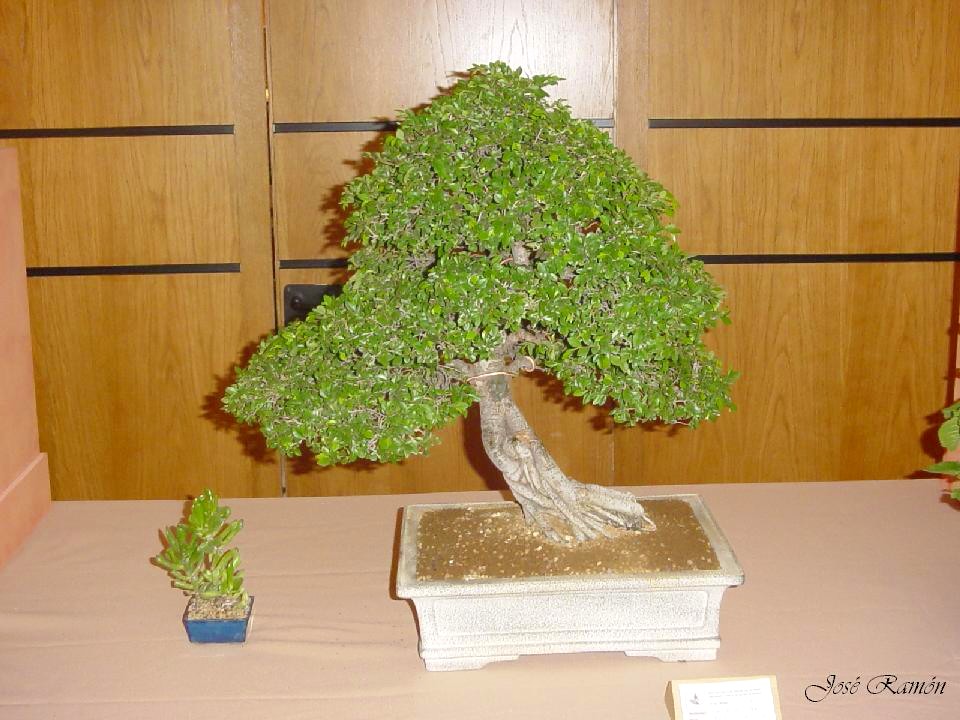 Foto de Jerez de la Frontera (Cádiz), España