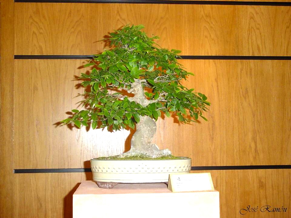 Foto de Jerez de la Frontera (Cádiz), España