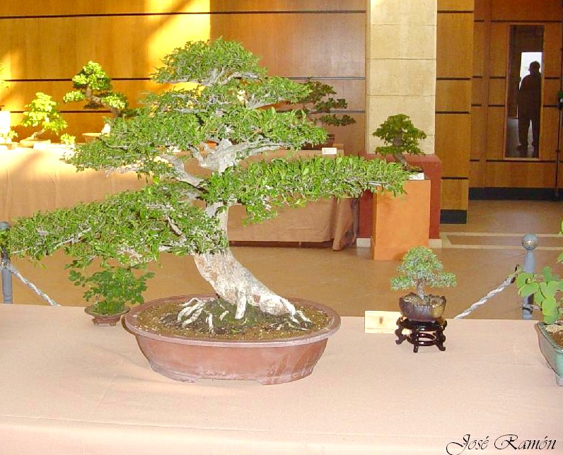 Foto de Jerez de la Frontera (Cádiz), España