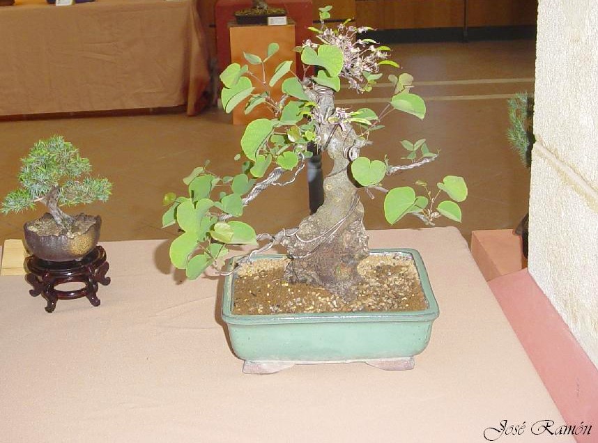 Foto de Jerez de la Frontera (Cádiz), España