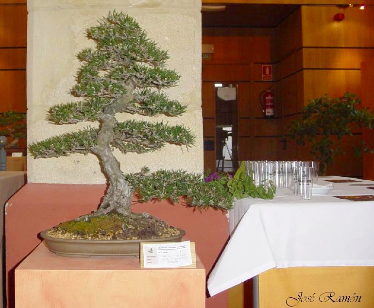 Foto de Jerez de la Frontera (Cádiz), España