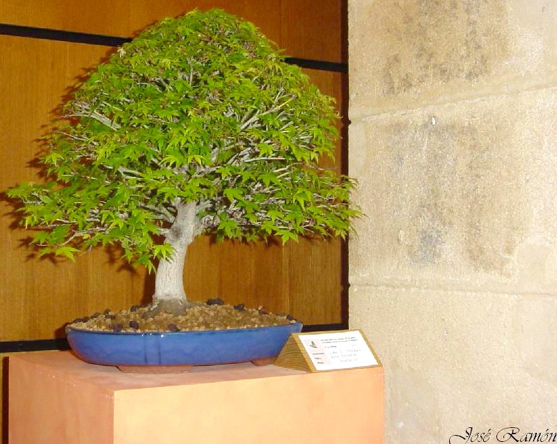 Foto de Jerez de la Frontera (Cádiz), España