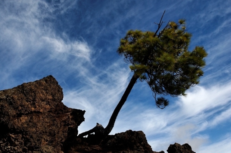 Foto de Tenerife (Santa Cruz de Tenerife), España