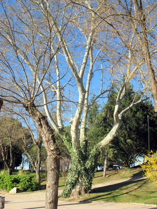 Foto de Guadalajara (Castilla La Mancha), España