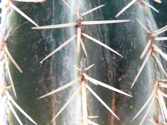 Foto de Lanzarote (Las Palmas), España