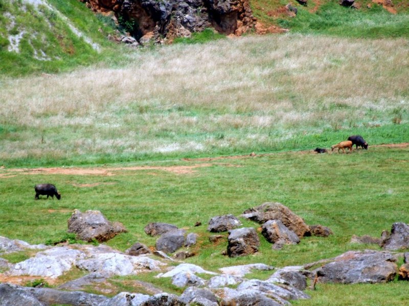 Foto de Cabarceno (Cantabria), España