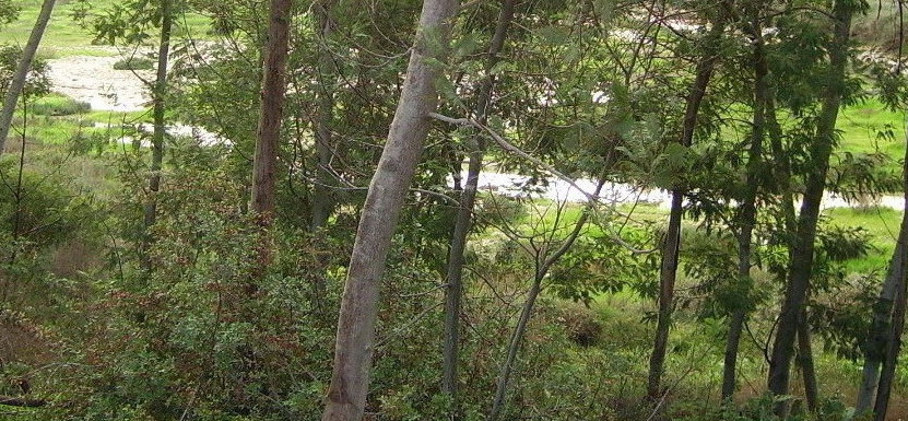 Foto de Aljaraque (Huelva), España