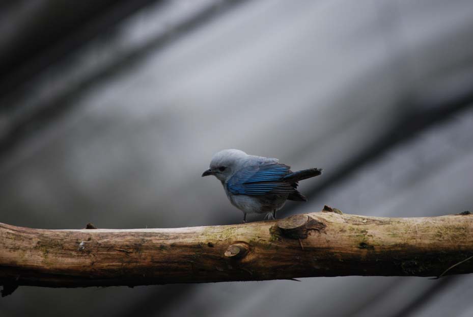 Foto de Heredia, Costa Rica
