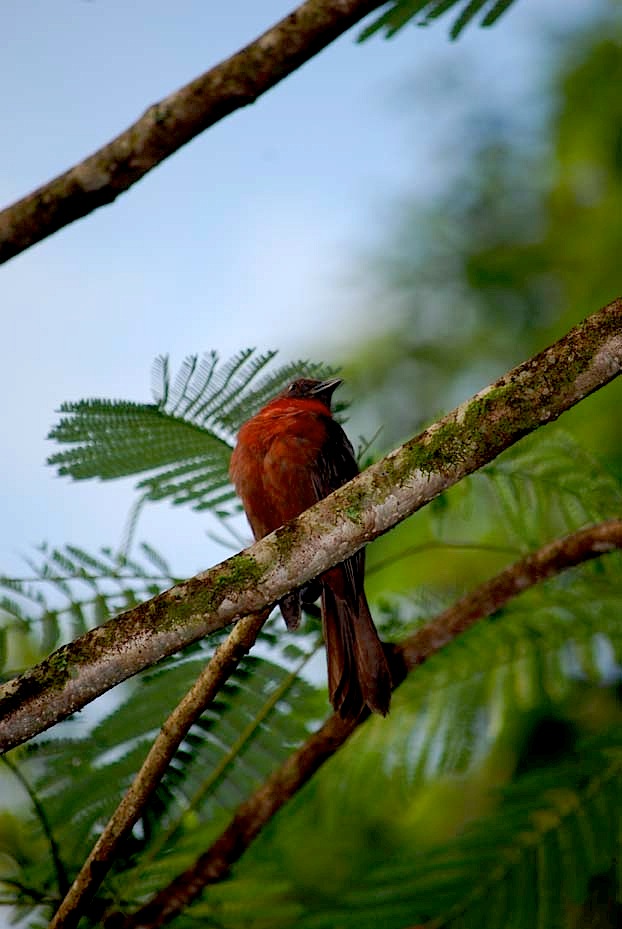 Foto de Heredia, Costa Rica