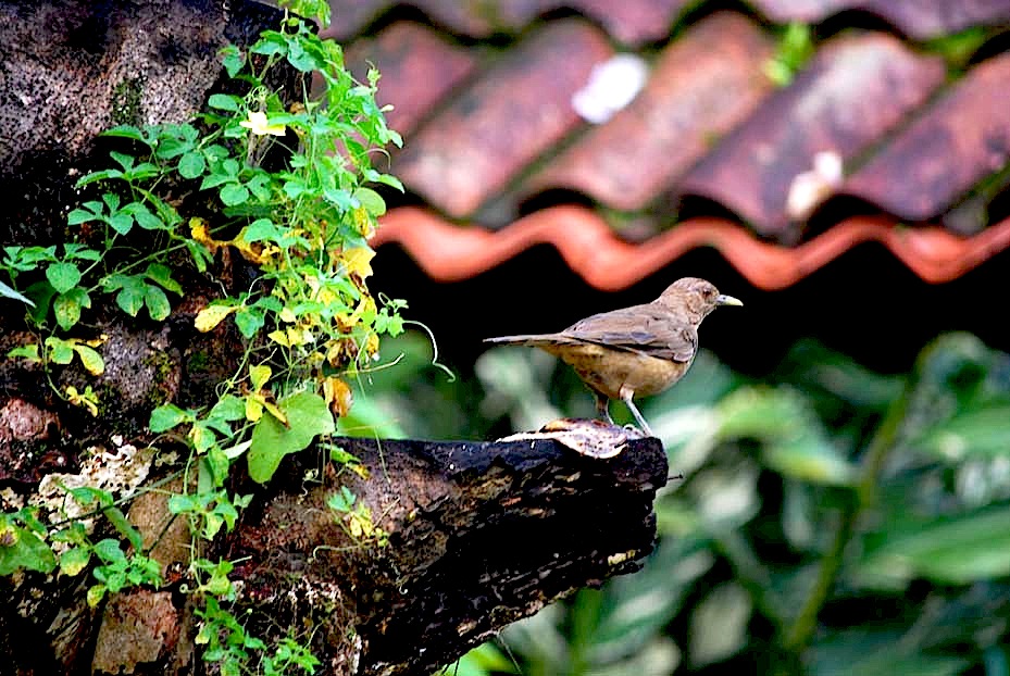 Foto de Heredia, Costa Rica