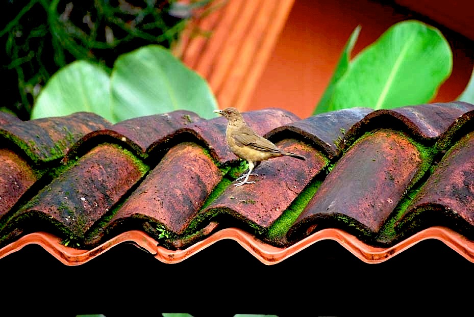 Foto de Heredia, Costa Rica