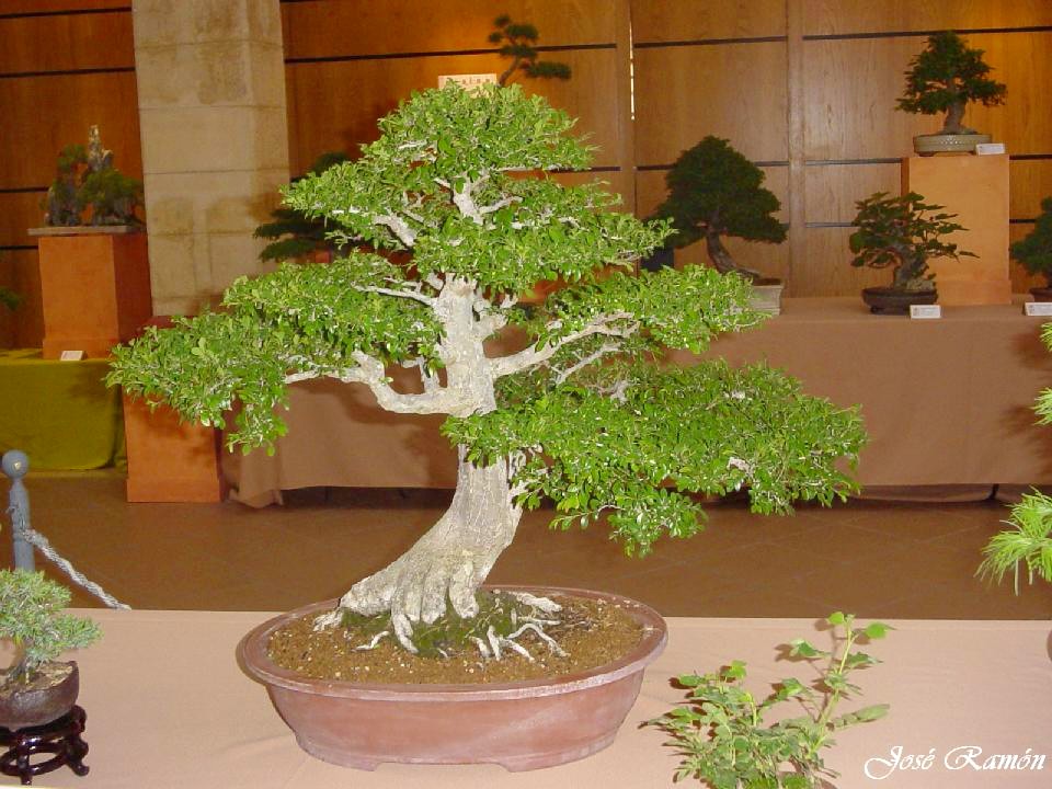 Foto de Jerez de la Frontera (Cádiz), España