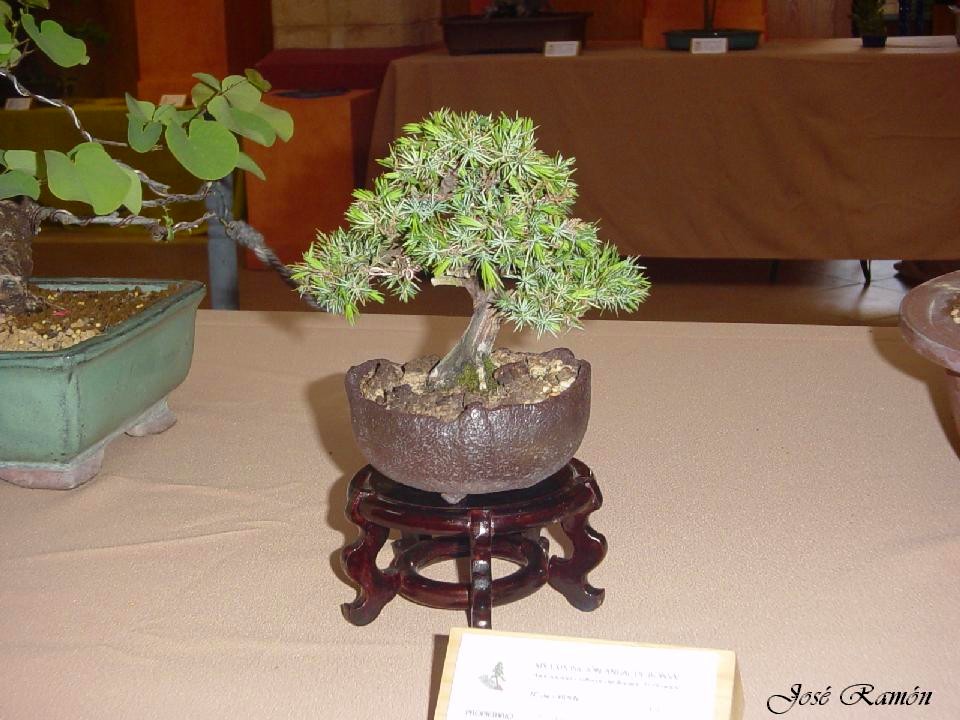 Foto de Jerez de la Frontera (Cádiz), España