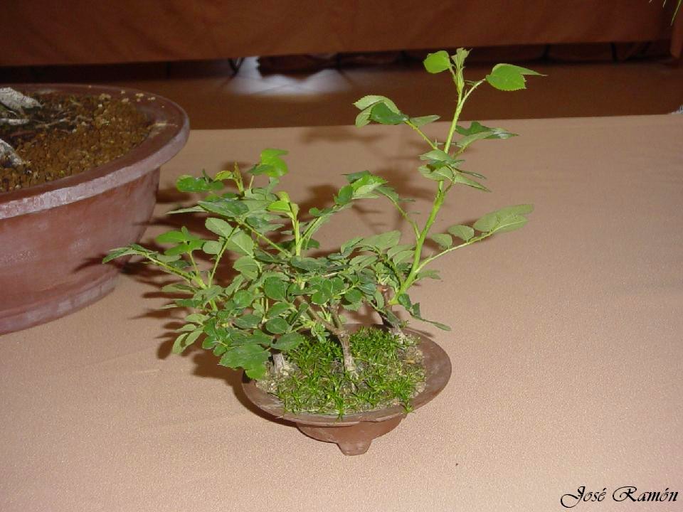 Foto de Jerez de la Frontera (Cádiz), España