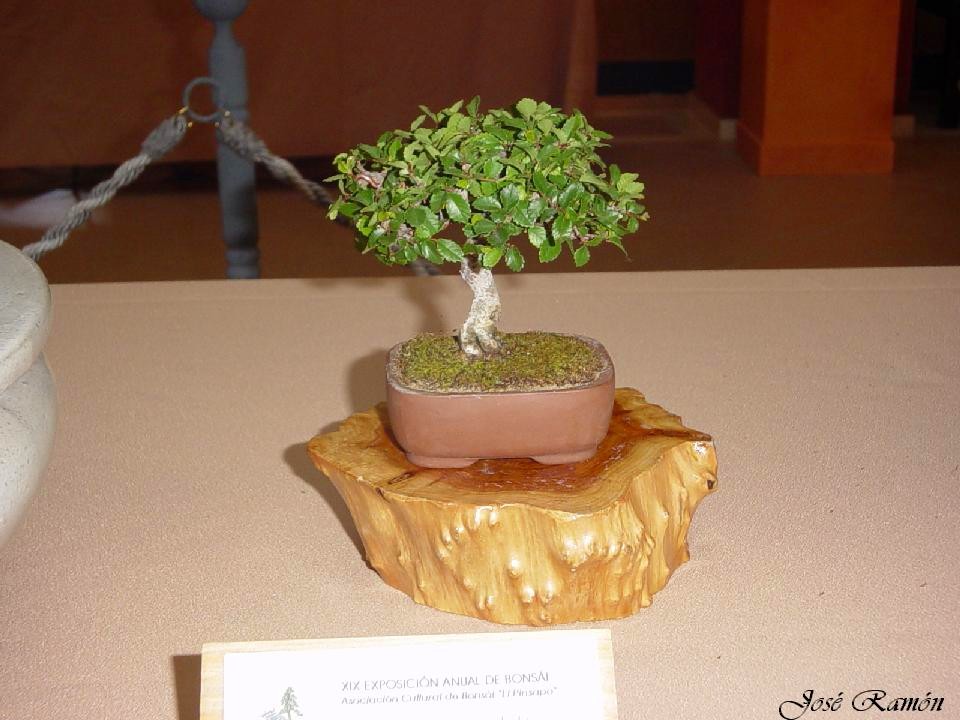 Foto de Jerez de la Frontera (Cádiz), España