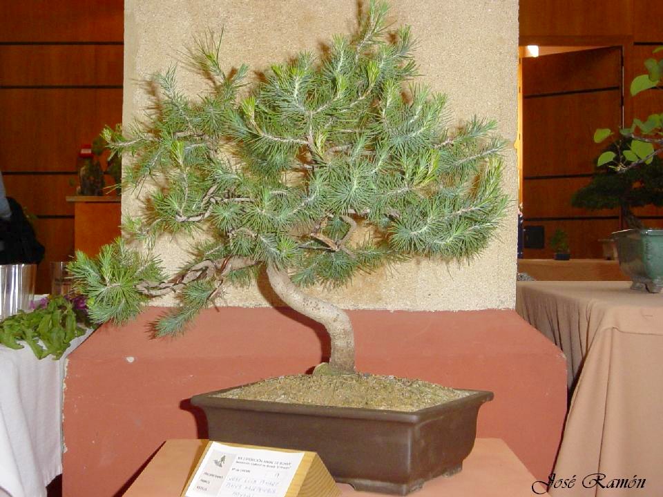 Foto de Jerez de la Frontera (Cádiz), España