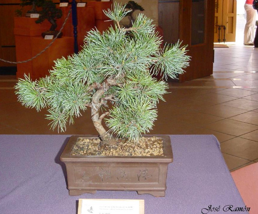 Foto de Jerez de la Frontera (Cádiz), España