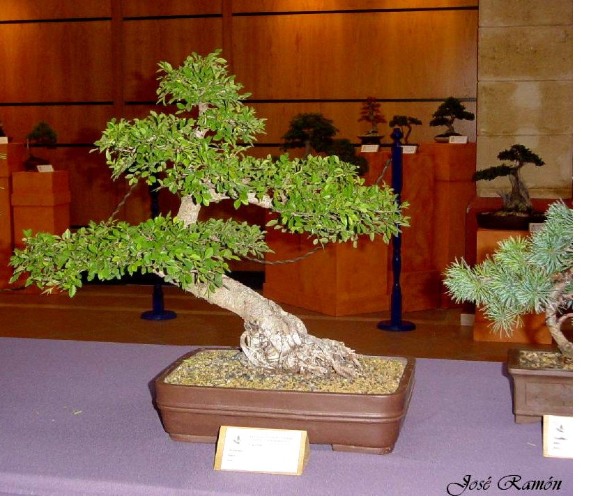 Foto de Jerez de la Frontera (Cádiz), España