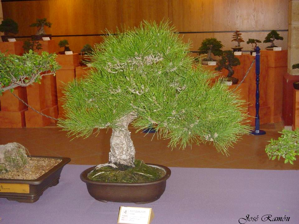 Foto de Jerez de la Frontera (Cádiz), España