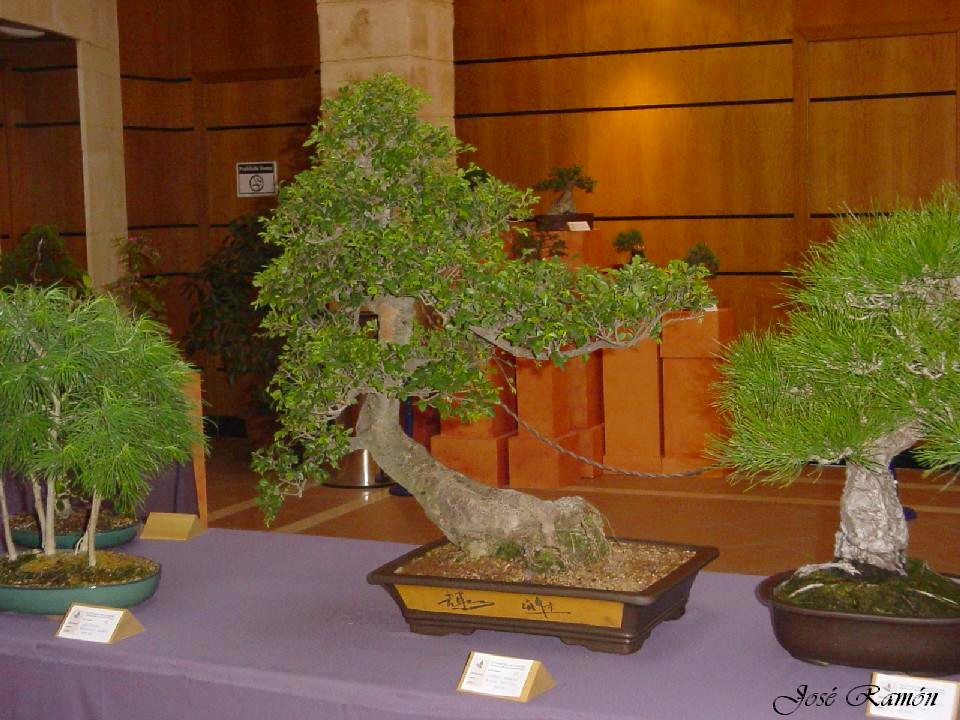 Foto de Jerez de la Frontera (Cádiz), España