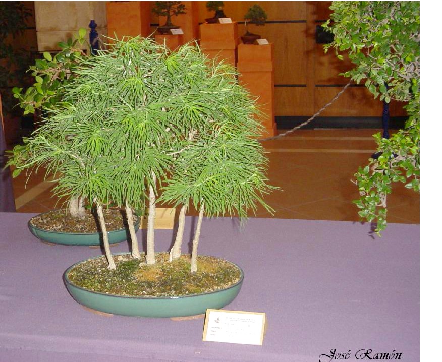 Foto de Jerez de la Frontera (Cádiz), España