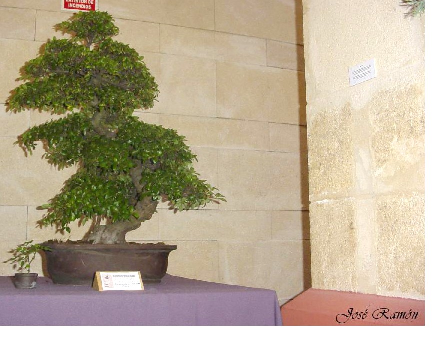 Foto de Jerez de la Frontera (Cádiz), España