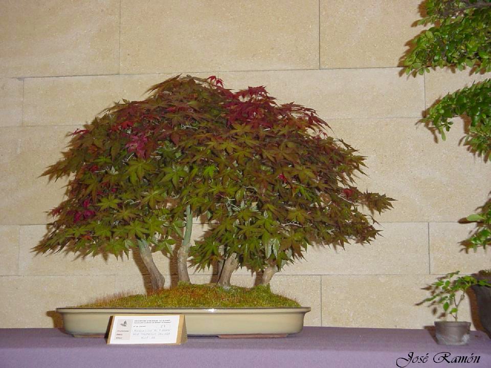 Foto de Jerez de la Frontera (Cádiz), España