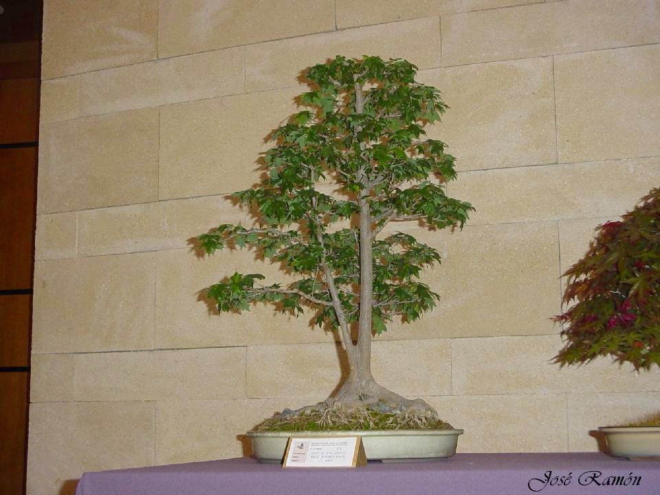 Foto de Jerez de la Frontera (Cádiz), España