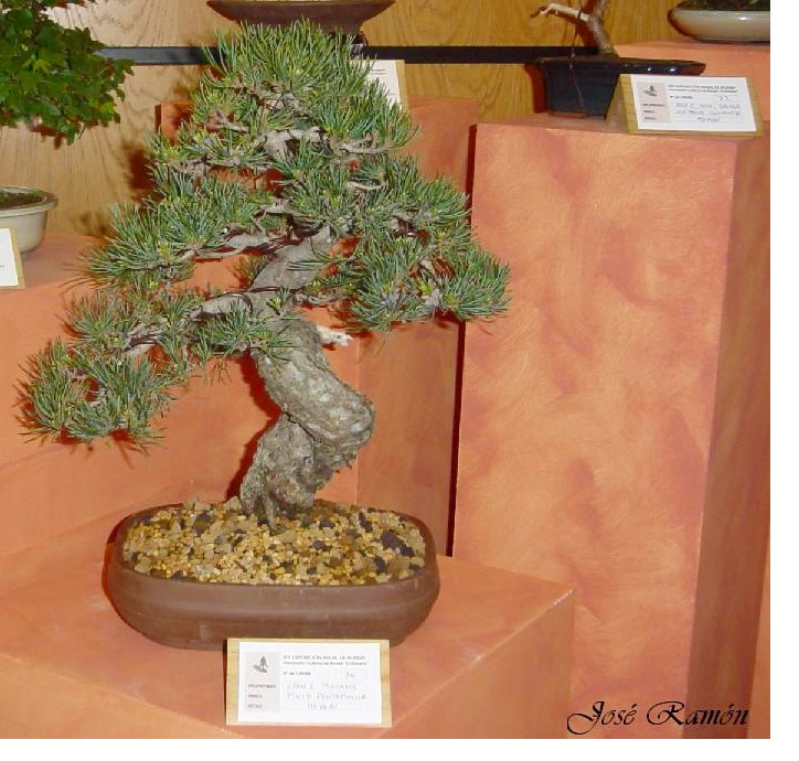 Foto de Jerez de la Frontera (Cádiz), España