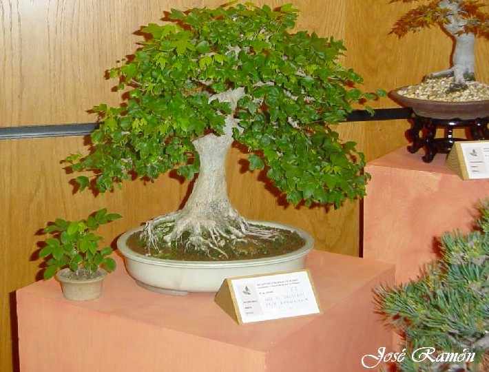 Foto de Jerez de la Frontera (Cádiz), España