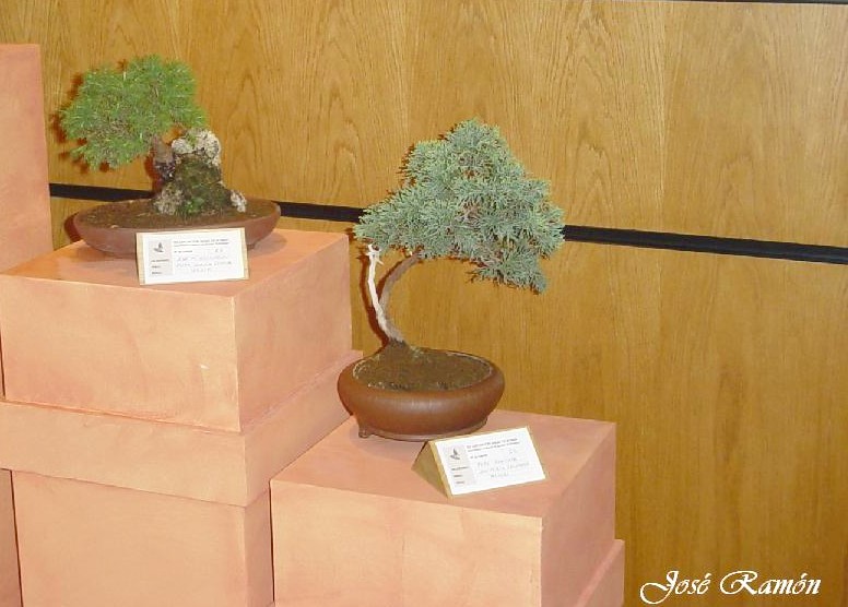 Foto de Jerez de la Frontera (Cádiz), España