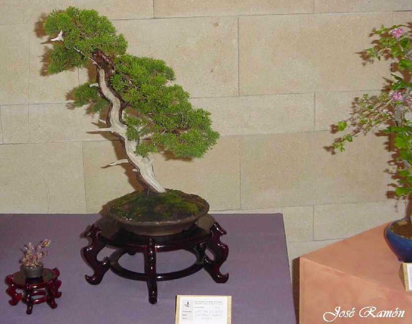 Foto de Jerez de la Frontera (Cádiz), España